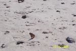 Ace's Family Reunion 2006 112.jpg
