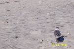 Ace's Family Reunion 2006 134.jpg